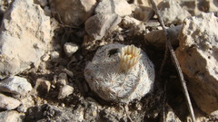 Mammillaria lasiacantha