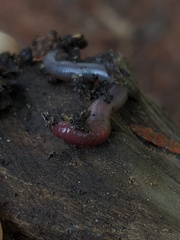 Lumbricus rubellus
