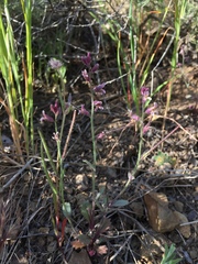 Streptanthus hispidus