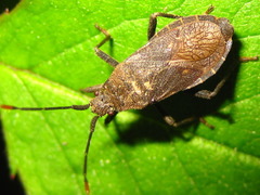 Hygia opaca