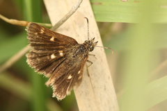 Dardarina gaucha