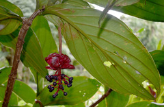 Medinilla miniata