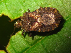 Usingerida verrucigera