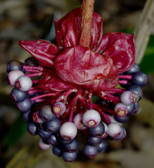 Medinilla miniata