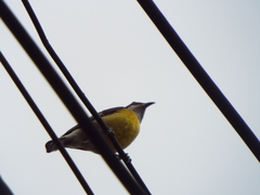 Coereba flaveola