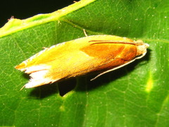 Ancylis partitana