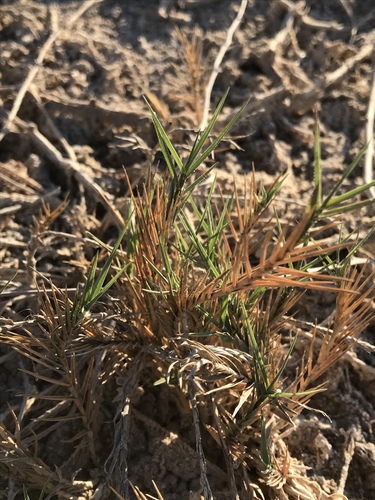 Distichlis palmeri, 2018-04-05