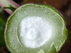 Phytolacca americana