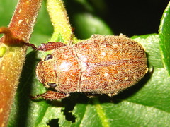 Adoretus tenuimaculatus