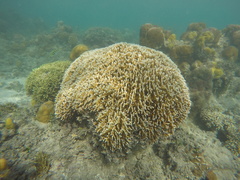 Millepora tenera