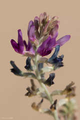 Astragalus lentiginosus borreganus