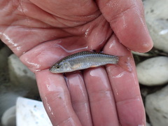 Spinibarbus hollandi