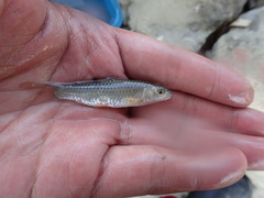 Spinibarbus hollandi