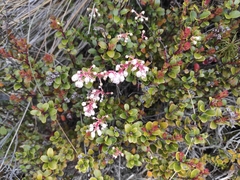 Gaultheria colensoi