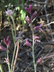 Streptanthus hispidus