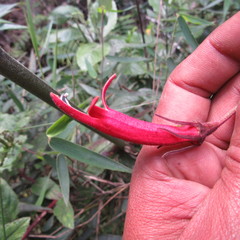 Siphocampylus lasiandrus