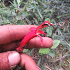 Siphocampylus lasiandrus