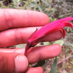 Siphocampylus lasiandrus