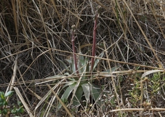 Dudleya virens insularis