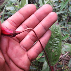 Siphocampylus lasiandrus