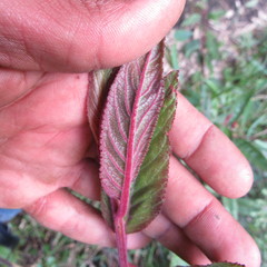 Siphocampylus lasiandrus