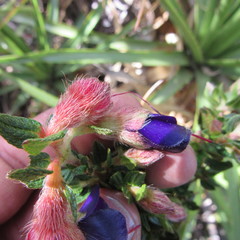 Brachyotum strigosum