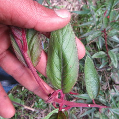 Siphocampylus lasiandrus