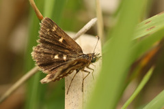 Dardarina gaucha