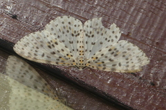 Percnia