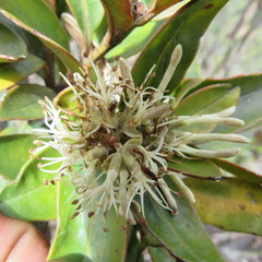 Gaiadendron punctatum