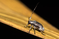 Leptostylus