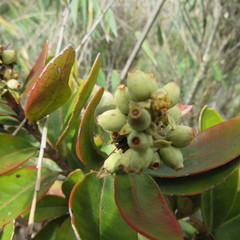 Gaiadendron punctatum