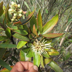 Gaiadendron punctatum