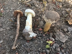 Battarreoides diguetii