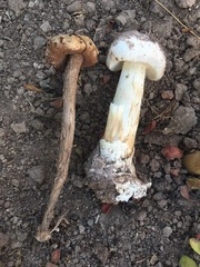 Battarreoides diguetii