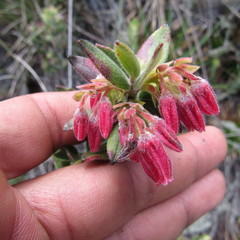 Plutarchia guascensis