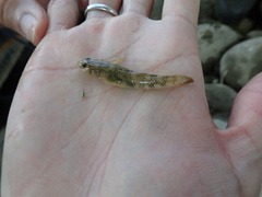 Rhinogobius rubromaculatus