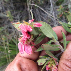 Plutarchia guascensis
