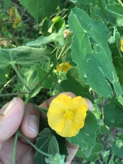 Abutilon californicum