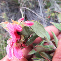 Plutarchia guascensis