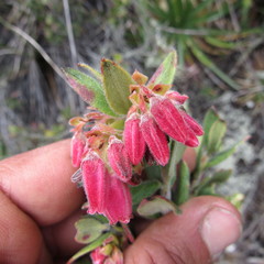 Plutarchia guascensis