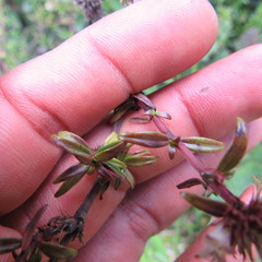 Galianthe bogotensis