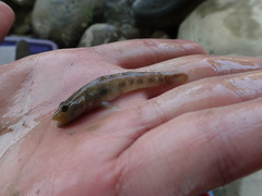 Rhinogobius rubromaculatus