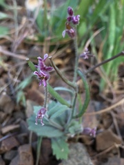 Streptanthus hispidus