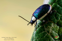 Asphaera albomarginata