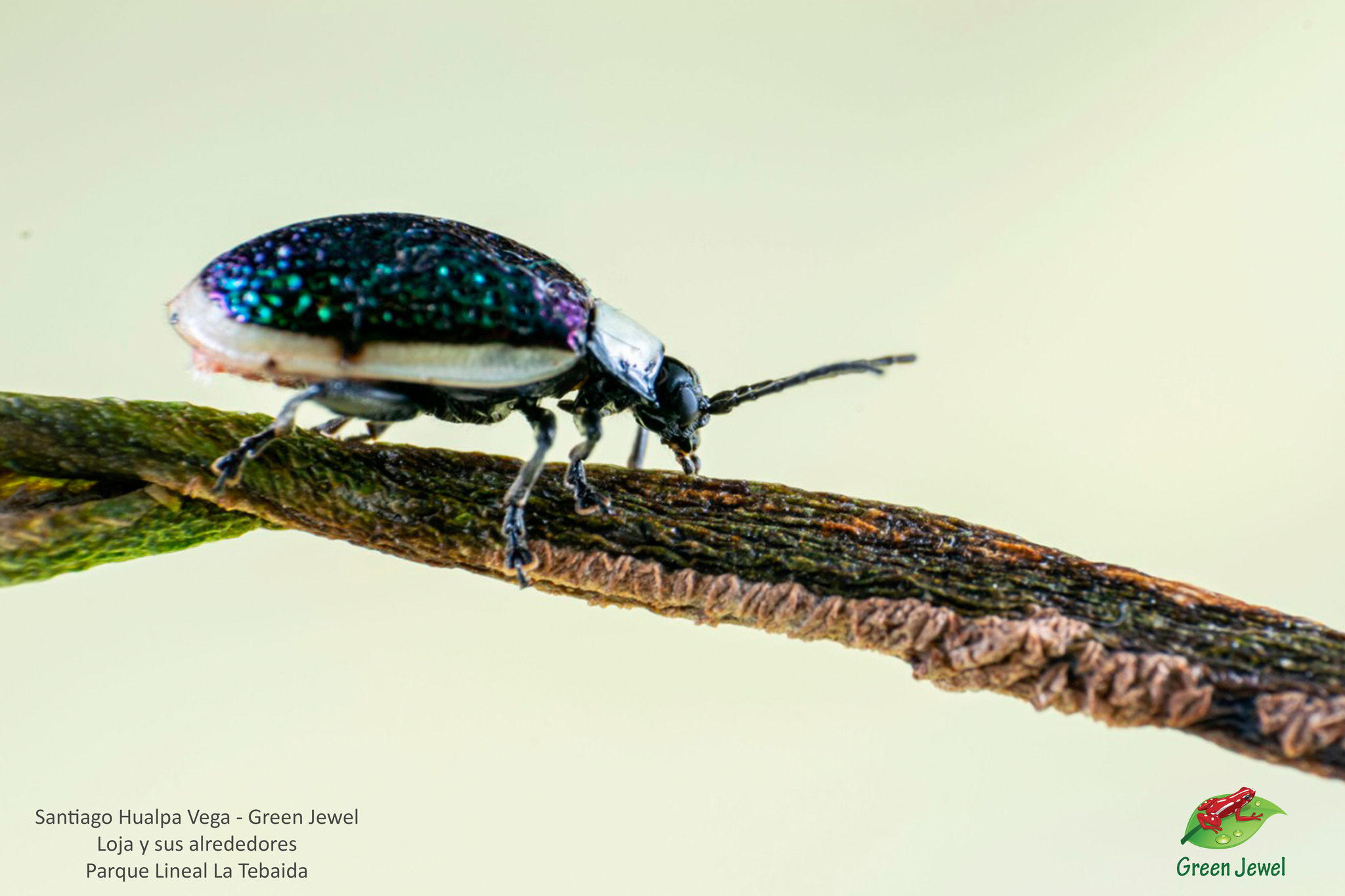 Chrysomelidae image