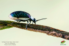 Asphaera albomarginata