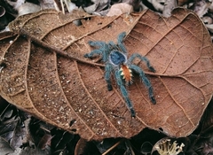 Pachistopelma rufonigrum
