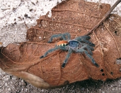Pachistopelma rufonigrum