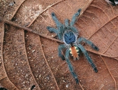 Pachistopelma rufonigrum